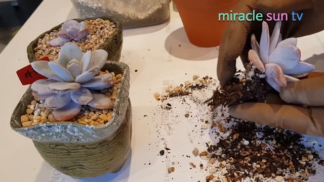 라우이 자세히 알고 귀티나게 키워보기 смотреть онлайн