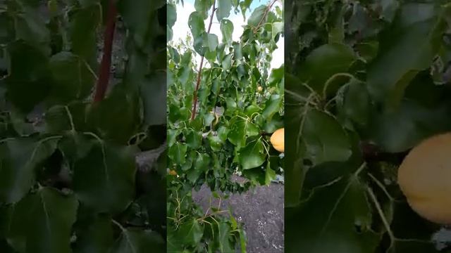 абрикос "Шалах"