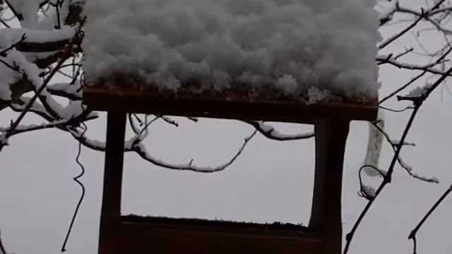Наблюдение за кормушкой - снег, зима, релакс. Feeding trough monitoring - snow, winter, relax.