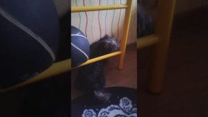 Йоркширский терьер Нолик...провинился