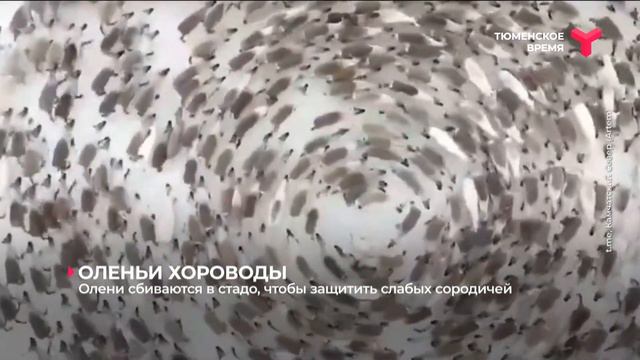 Оленьи хороводы смотреть онлайн