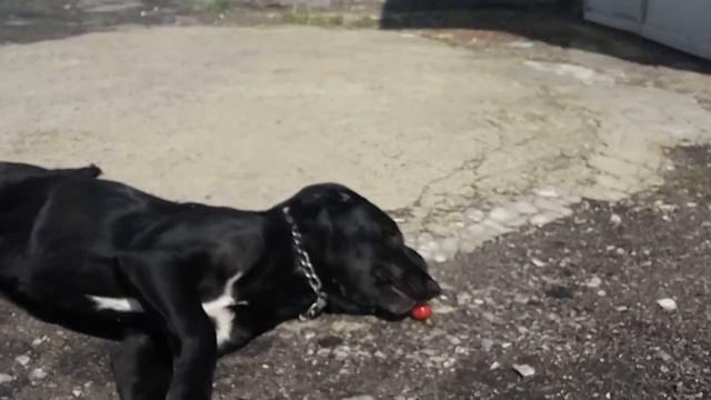 Клубничка... Игры лабрадора Ники.