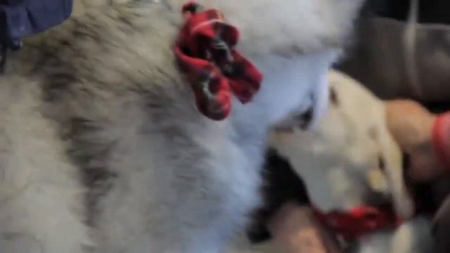 Furry Foto Pet Event at Autobarn Subaru in Countryside, IL смотреть онлайн