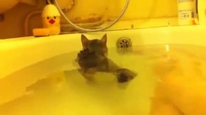 Прикол кот плавает по ванной