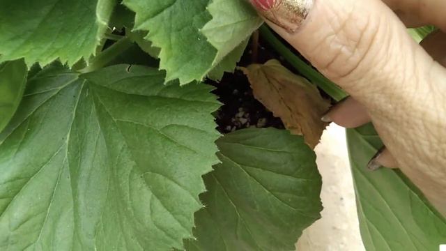 #39.Удалять? Или не удалять? смотреть онлайн