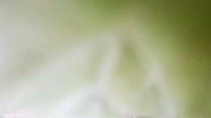 Как  и когда собирать лещину и фундук, чтобы не приходилась нагибаться, а так же их не съели мыши!