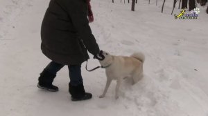 Собаку из приюта нужно дрессировать