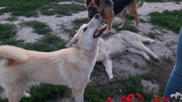 форест и Алиса.Наши лайки#зсл смотреть онлайн