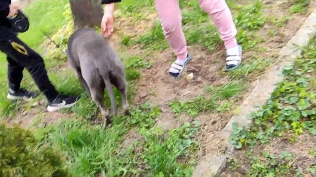 Влог от река Дунав...7K смотреть онлайн