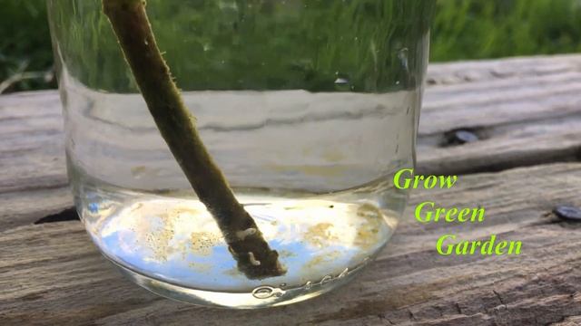 Grow Oleander from cuttings in water смотреть онлайн