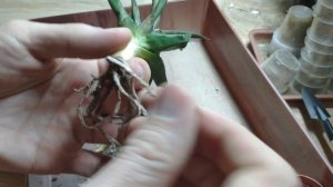 Пересадка растюхи купленной в ашане. (Предположительно алоэ)
