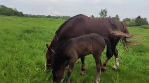 Жеребенок 27 дней, весна, соловьи поют :)