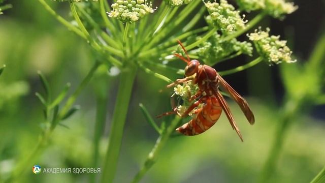 Укусы Насекомых. Как отличить. Что Делать. Как Вытащить Клеща смотреть онлайн