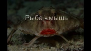необычные рыбы