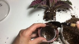 Как пересадить цветущую фиалку