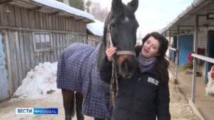 По человеческим меркам ему уже за сотню: в Ярославле живет уникальный конь