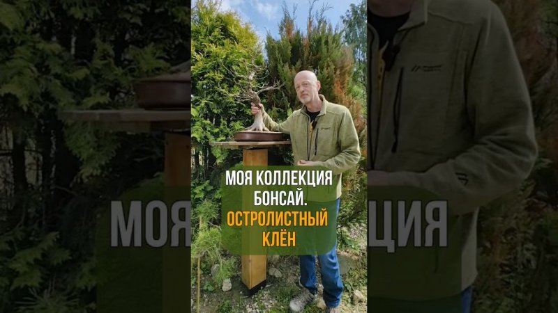 Моя коллекция бонсай. ОСТРОЛИСТНЫЙ КЛЕН
