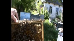 Как предотвратить роение пчел? Будет продолжение. 38. 00