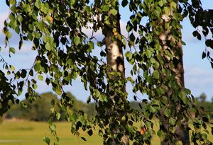 Ветер ветви ей ласкает