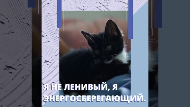 🐱