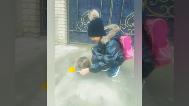 Акция "Помоги бездомным животным" смотреть онлайн