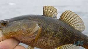 Как и на что ловить ротана в марте?