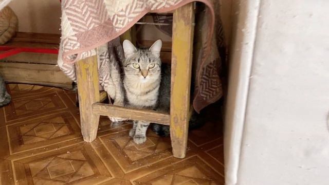 Передержка кошек дома #помощьживотным #волонтёры