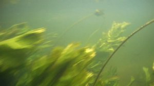 Прогулка под водой