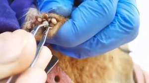 Remove Many Big Ticks From My Poor Dog   Help Rescue Poor Puppy From Big Ticks # 117