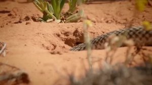 Эти Змей Самые Страшные Убийцы Других Змей | ТОП-5 Пожирателей Змей.