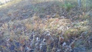 ПО ПОЛЯМ ,ПО ЛЕСАМ  ИЩЕМ МЕТАЛЛ.mp4