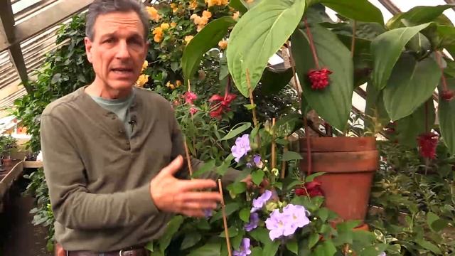 Growing the Blue Skyflower (Thunbergia grandiflora) смотреть онлайн