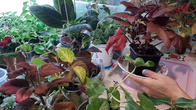 Прищипка растений. смотреть онлайн