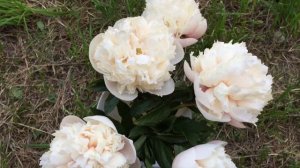 Colonel Owen Cousins peony Колонел Оуэн Касинс пион