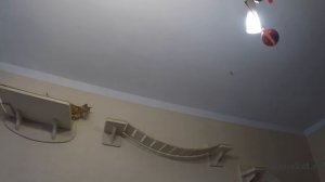 Лучшие игровые комплексы и лазалки для кошек и котов - ВдомеКот.