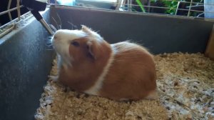 Морская свинка пьет воду