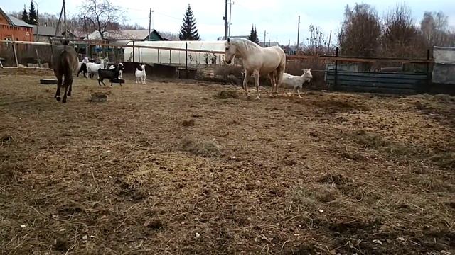 Козы украли вальтрап смотреть онлайн