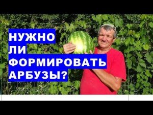 Нужно ли формировать арбузы на огороде?