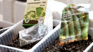 распопов посадка огурцов с триходермином.avi