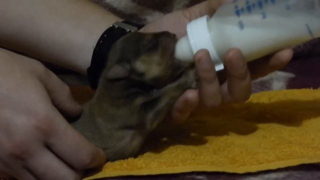 Спасение щенков! смотреть онлайн