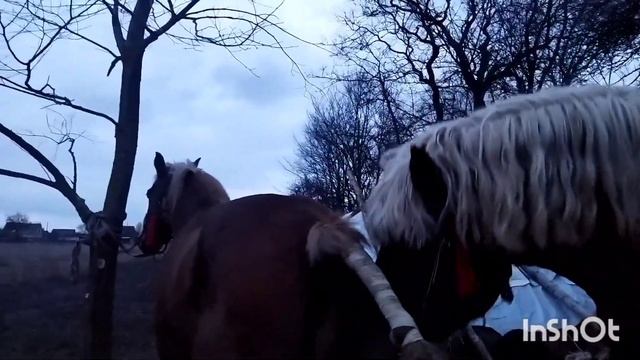 ЖЕРЕБЕЦ БАСТИОН УЛЫБАЕТСЯ ОТ УДОВОЛЬСТВИЯ/stallion Bastion smiling with pleasure смотреть онлайн