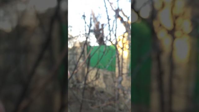 Состояние инжира который зимовал без укрытия в черте города Николаева, 05.03.2023. смотреть онлайн