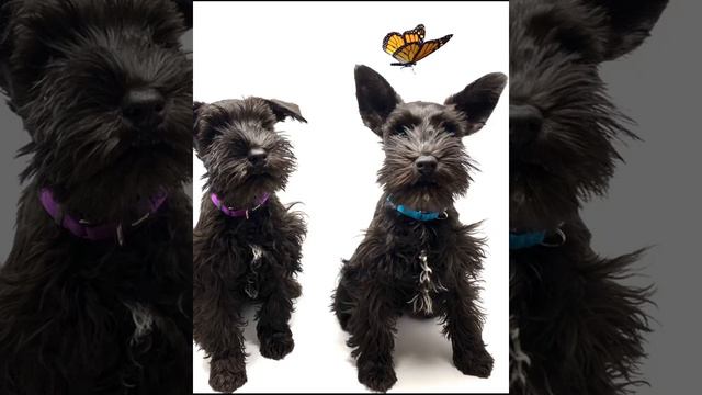 What a cute Miniature Schnauzer puppy couple Carlos and Nina