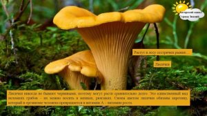 Грибы съедобные и несъедобные (загадки, игра,памятка)