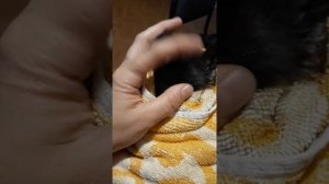 лишай у кошки лечение.