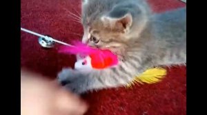 Игрушка для кота. ? Играем с котиком и удочкой с мышкой.