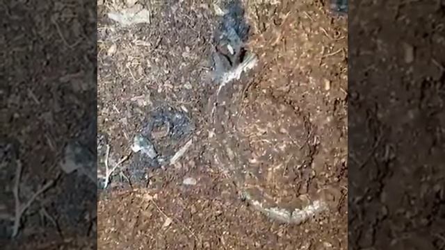 Hidden HORROR! African red trapdoor spider смотреть онлайн