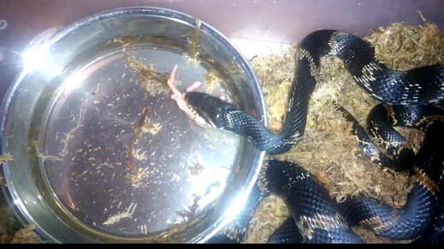 Амурский полоз видеокормление смотреть онлайн