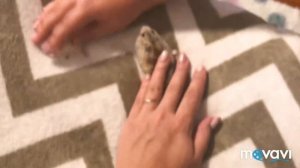 Джунгарские хомячки! Меняют окрас!