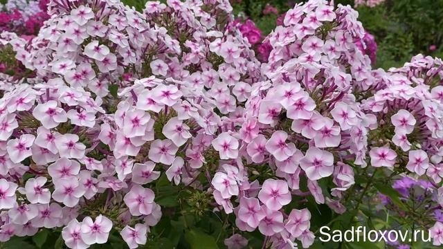 Флокс Народные Напевы моей селекции
